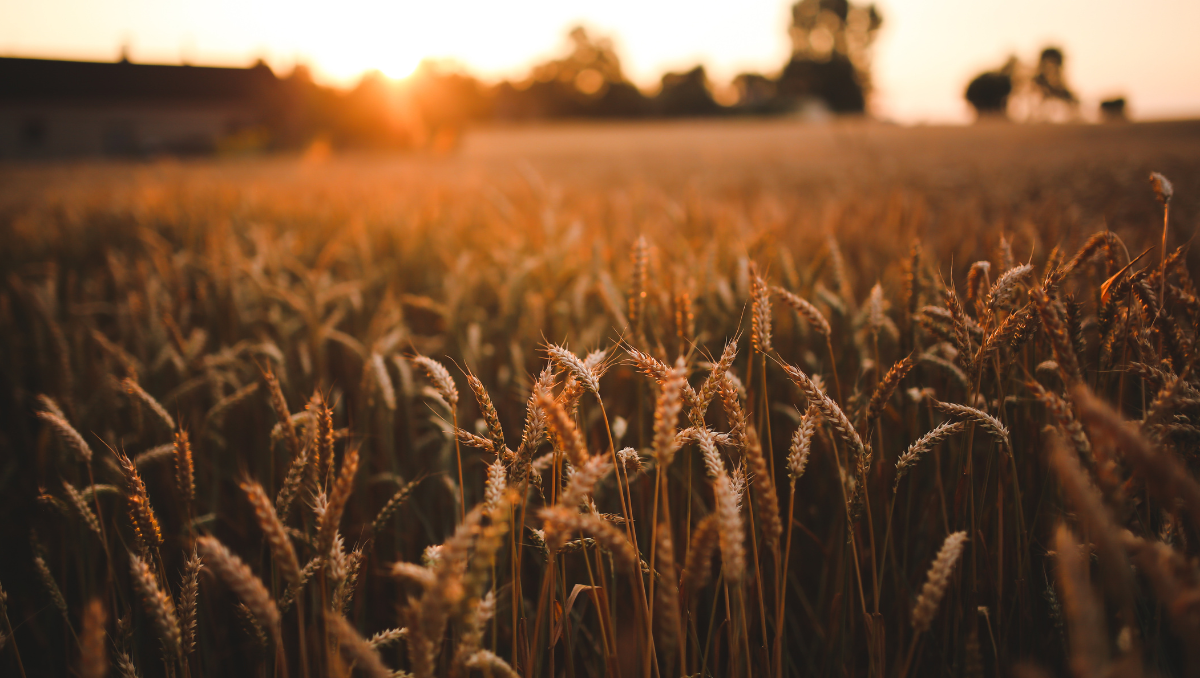 Top Suppliers of Agriculture Fans: Your Guide to the Best Options